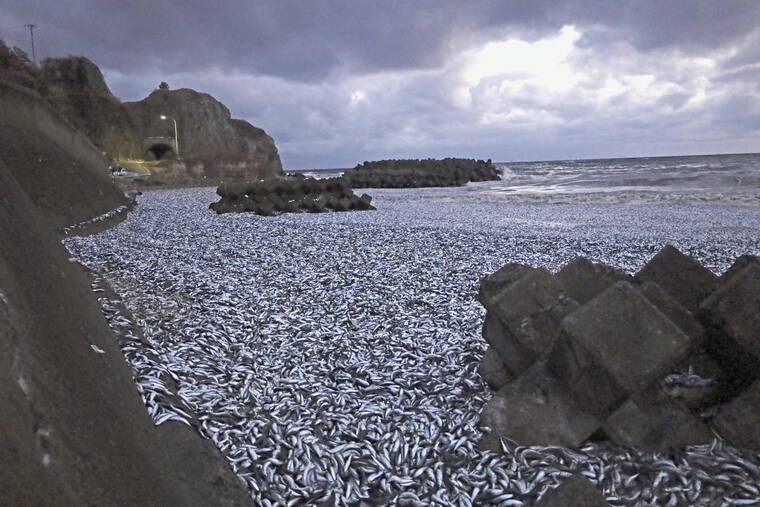 KYODO NEWS VIA ASSOCIATED PRESS
                                Sardines and mackerels are seen washed up on a beach in Hakodate, Hokkaido, northern Japan, Thursday. Thousands of tons of dead sardines have washed up on a beach in northern Japan for unknown reasons, officials said Friday.