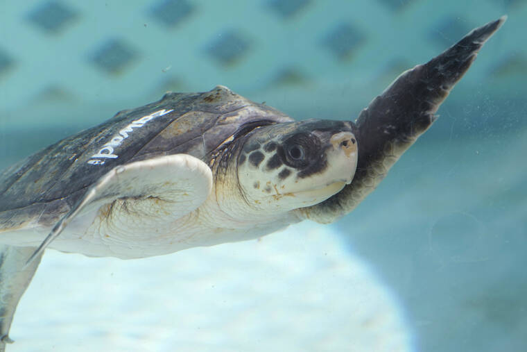 ASSOCIATED PRESS
                                “Zawadi,” a Kemp’s Ridley sea turtle, swims in a tank at the Loggerhead Marinelife Center today in Juno Beach, Fla. Several Kemp’s Ridley sea turtles are being treated at the center after they were flown to Florida from Massachusetts suffering from cold stun. They will continue to be cared for at the center until they are healthy enough to be released back into the ocean.