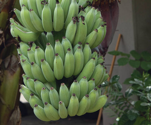 Festival at Windward Community College to showcase the versatile banana