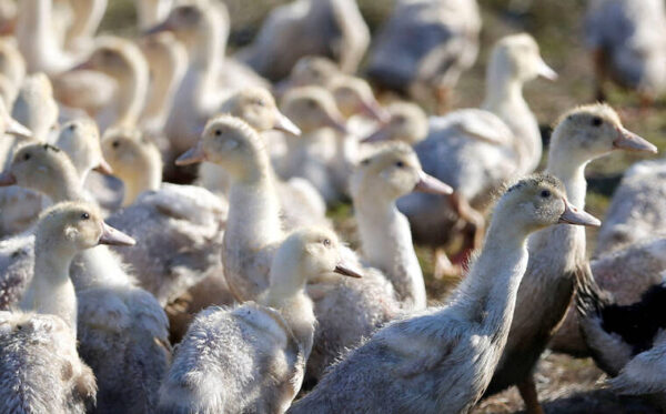 Pearl Harbor ducks also test positive for H5N1