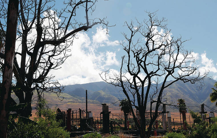 JAMM AQUINO / AUG. 15
                                The Aug. 8, 2023, wildfire that killed 102 people and destroyed the historic town of Lahaina began when reenergized power lines ignited overgrown vegetation. Burned trees are seen in Lahaina.