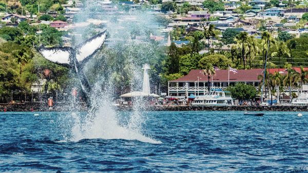 Hawaii’s Backyard: Annual event on Maui features whale watches, hands-on activities