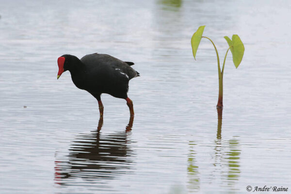 Off the news: Avian flu a threat to at-risk bird species