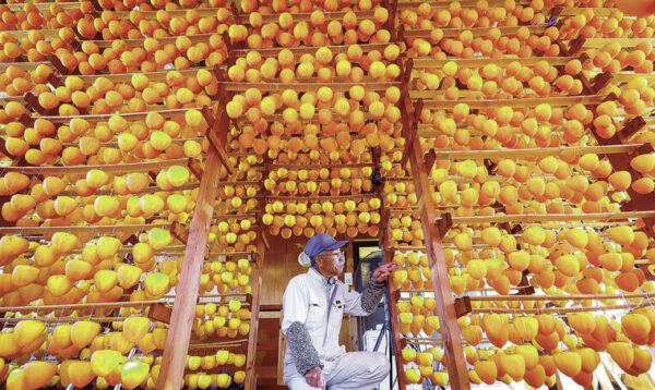 Dried persimmons, an autumn jewel, arrive again in Shika