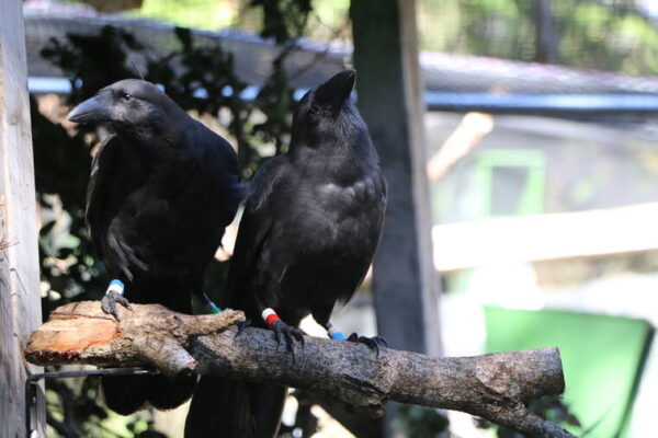 First captive-bred Hawaiian crows released into Maui forest