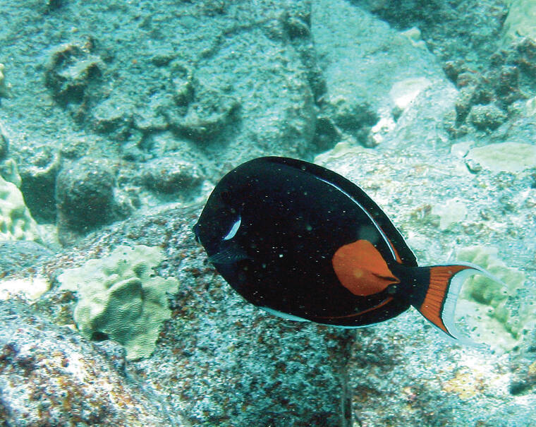 Achilles tang fishing ban off West Hawaii extended