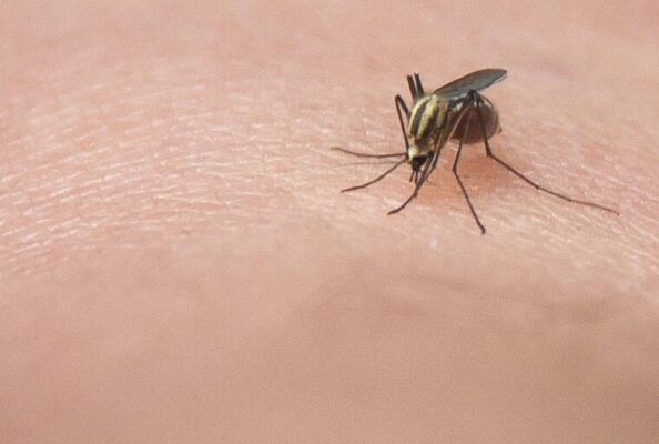 Hawaii reports 15th travel-related dengue case this year