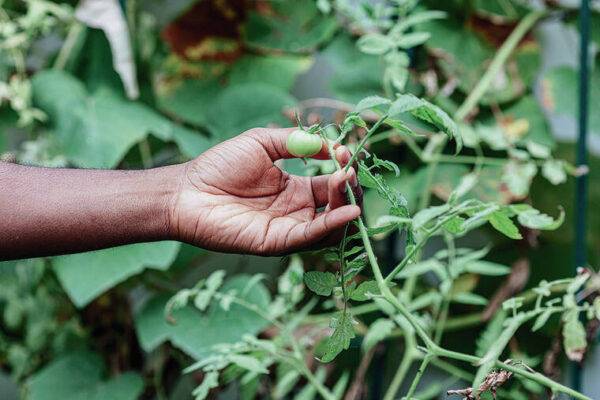 Why gardening is so good for you